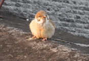 スズメ（幼鳥）